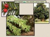 Тис я́годный (лат. Táxus baccáta), красное дерево