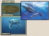 Акула Геликоприон. Обитатели морей. Морская лилия (криноидея). ихтиозавр