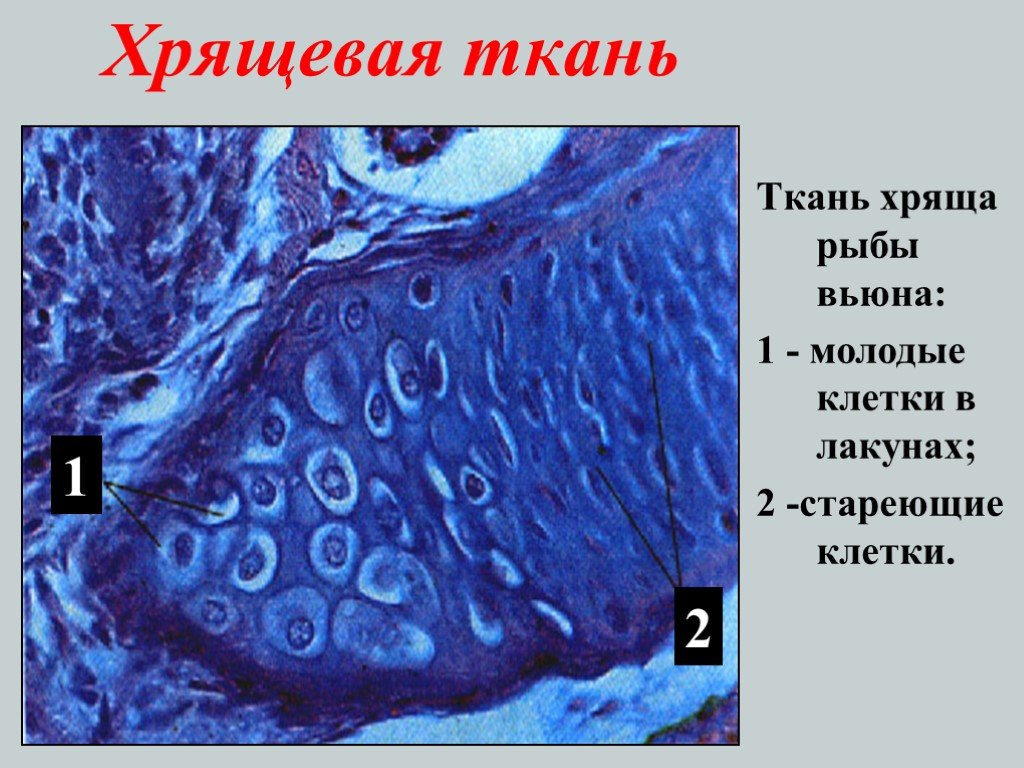 Скелет состоит из хрящевой ткани. Хрящевая ткань. Хрящевая ткань рыбы. Клетки хрящевой ткани. Хрящевые клетки.