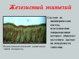 Железистый эпителий. Состоит из цилиндрических клеток, всасывающие микроворсинки которых образуют щеточную каемку на поверхности эпителия. Однослойный эпителий кишечника червя аскариды.