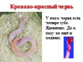 Кроваво-красный червь. У этого червя есть четыре зуба. Ядовитых. Да к тому же ещё и медных.