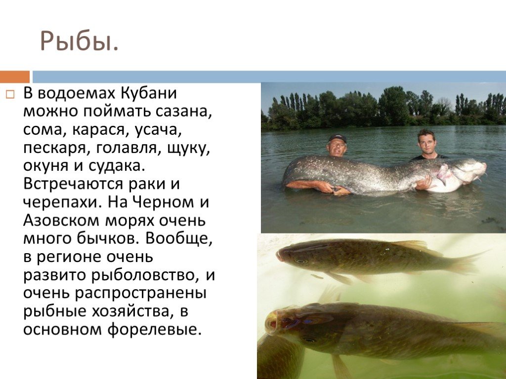 Река кубань какие рыбы. Обитатели реки Кубань. Рыбы Кубани. Рыбы реки Кубань. Рыбы водоемов Кубани.