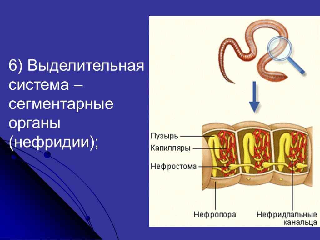 Органы выделительной системы червя. Кольчатые черви метанефридии. Выделительная система кольчатых. Строение выделительной системы кольчатых червей. Выделительная система кольчатых червей.