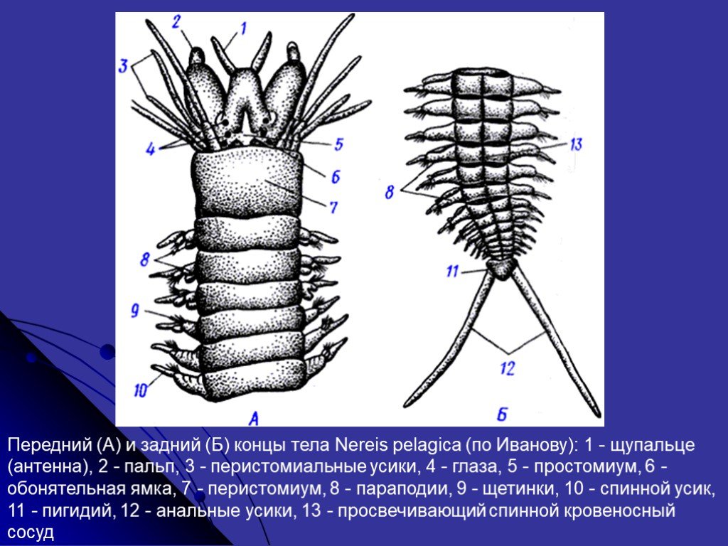 Передний и задний конец червя. Нереида червь строение. Нереис строение. Передний и задний концы тела Нереиды. Внешнее строение Нереиды.