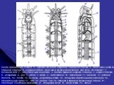 Схема организации полихет. А - нервная система и нефридии с брюшной стороны; Б - кишечник и целом со спинной стороны; В - нервная система, кишечник и кровеносная система, вид сбоку (по Мейеру): 1 - головной мозг, 2 - окологлоточный кониектив, 3 - ганглий брюшной нервной лестницы, 4 - нервы сегмента,