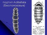 подтип Aclitellata (Беспоясковые)
