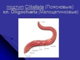 подтип Clitellata (Поясковые) кл. Oligochaeta (Малощетинковые)