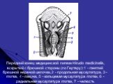 Передний конец медицинской пиявки Hirudo medicinalis, вскрытый с брюшной стороны (по Гертеру): 1 - ганглий брюшной нервной цепочки, 2 - продольная мускулатура, 3 - глотка, 4 - лакуна, 5 - кольцевая мускулатура глотки, 6 - радиальная мускулатура глотки, 7 - челюсть