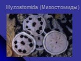 Myzostomida (Мизостомиды)