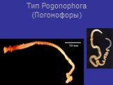 Тип Pogonophora (Погонофоры)