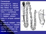 Погонофора Choanophorus indicus (по Бубко). А - общий вид самца; Б - задний щетинконосный отдел тела: 1 - щупальца, 2 - головная лопасть, 3 - первый сегмент тела, 4 - второй сегмент тела, 5 - третий сегмент тела, 6 - папиллы, 7 - задний щетинконосный отдел тела, 8 - щетинки на заднем отделе тела