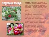 Коровья ягода. Брусника (Vaccinium vitis-idaea), в английском языке cowberry – коровья ягода. Русское название брусники связывают с древним словом «брус», «обрусить», то есть сбрасывать, так как спелые плоды легко отделяются от куста. Маленький вечнозеленый кустарничек 15–25 см высотой, с равномерно