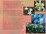 Такие его виды, как подснежник Эльвеца, подснежник складчатый, гигантский подснежник, крымский подснежник, культивируются и выращиваются в садах. Кстати, подснежник не всегда ждет таяния снега. Иногда цветы появляются и под снегом, о чем свидетельствует название растения. Подснежник – луковичное рас