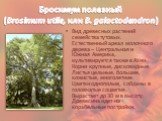 Бросимум полезный (Brosimum utile, или B. galactodendron). Вид древесных растений семейства тутовых. Естественный ареал молочного дерева – Центральная и Южная Америка, культивируется также в Азии. Корни крупные, дисковидные. Листья цельные, большие, кожистые, многолетние. Цветки однополые, собраны в