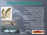 Амур отличается редким биологическим разнообразием: здесь водится более ста двадцати видов рыб, в том числе тихоокеанский лосось, осётр, калуга и редкий вид рыбы – амур. Река Амур – самая богатая в стране для рыболовства. На сегодня не все ещё осознали, насколько кардинально изменилась ситуация на А