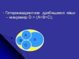 - Гетероквадрантное дробящееся яйцо – макромер D > (A=B=C);