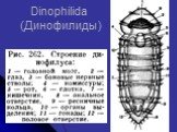 Dinophilida (Динофилиды)