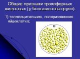 Общие признаки трохофорных животных (у большинства групп): 1) телолецитальная, поляризованная яйцеклетка;
