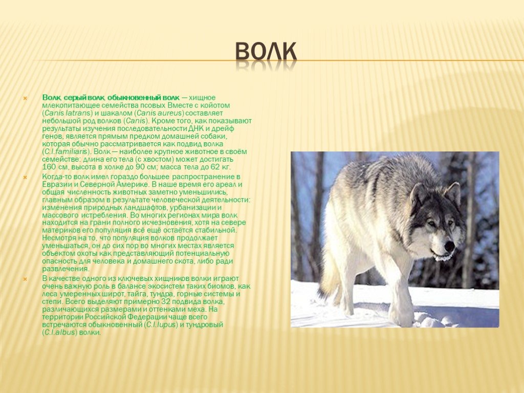 Описание серого волка. Волк обыкновенный ареал. К какому виду животных относится волк. Характер волка. Волк серый волк хищное млекопитающее семейства волчьих.