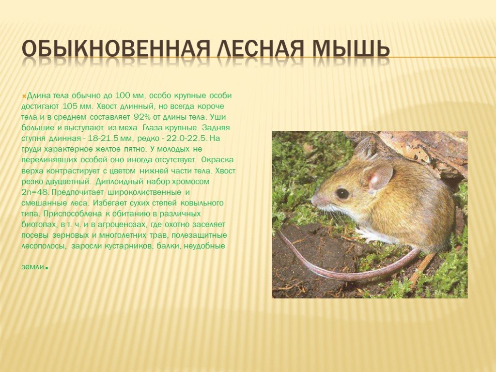 Мышь относится к группе. Лесная мышь описание. Мыши краткое описание. Сообщение о Лесной мыши. Лесная мышь описание для детей.