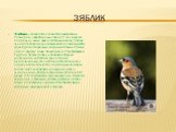 зяблик. Зяблик — певчая птица семейства вьюрковых. Размером с воробья (длина около 17 см). Окраска оперения у самца яркая (особенно весной): голова синевато-серая, спина коричневатая с зелёным, зоб и грудь буровато-красные, на крыльях большие белые пятна; окраска самки более тусклая. Распространён в