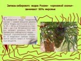 Запасы сибирского кедра России- «ореховой сосны»- занимают 99% мировых