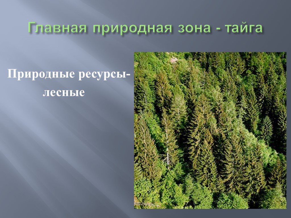 Богатство лесной зоны. Лесные ресурсы тайги. Природные ресурсы в тайг. Природные ресурсы тайги в России. Природные ресурсы зоны тайги.