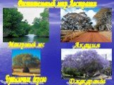 Акация. Растительный мир Австралии. Мангровый лес Джакаранда. Бутылочное дерево