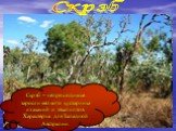 Скрэб. Скрэб – непроходимые заросли мелкого кустарника из акаций и эвкалиптов. Характерна для Западной Австралии.