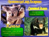Коала обитает в эвкалиптовых лесах, её ещё называют австралийским ленивцем. Коала Сумчатый дъявол. Обитает на острове Тасмания