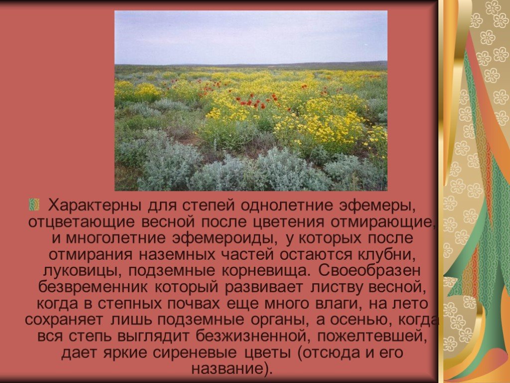 Для степи характерны. Степи и лесостепи России презентация 8 класс география. Степи растения эфемеры. Растения эфемероиды степей.