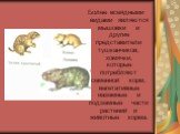 Более всеядными видами являются мышовки и другие представители тушканчиков, хомячки, которые потребляют семенной корм, вегетативные наземные и подземные части растений и животные корма.