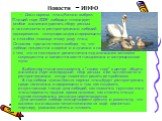 Новости - ИНФО. Союз охраны птиц России выбрал Птицей года-2009 лебедя и планирует особое внимание уделять сбору данных о численности и распространении лебедей, одновременно популяризируя информацию о способах помощи этому роду птиц. Основная причина такого выбора, то, что лебеди нуждаются в охране 
