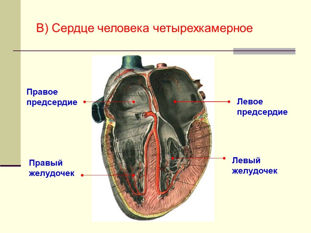 Правый желудочек функции. Сердце человека четырехкамерное. Четырёхкамерное сердце у человека. Сердце человека 4 камерное. Сердце человека правое предсердие.