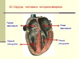 В) Сердце человека четырехкамерное. Левое предсердие Левый желудочек. Правое предсердие. Правый желудочек