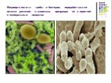Микроорганизмы- грибы и бактерии, перерабатывают остатки растений и животных, превращая их в перегной и минеральные вещества