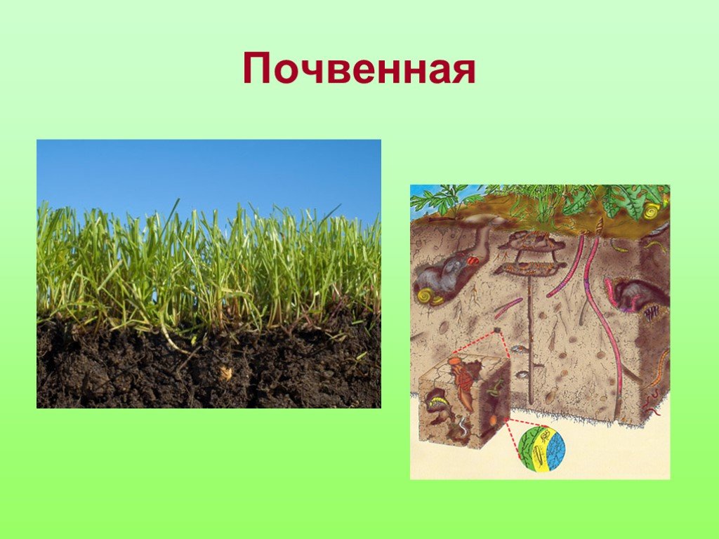 Почва и подземные обитатели презентация для дошкольников