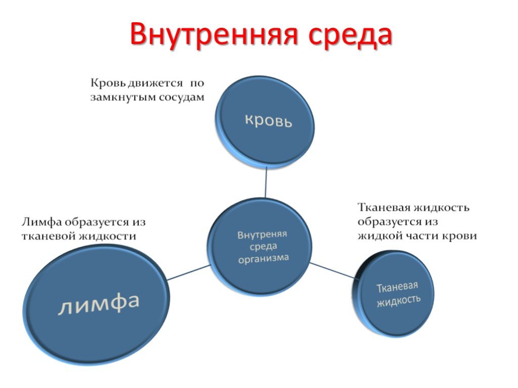 Внутренняя среда организма презентация по биологии