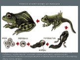 Непрямое развитие характерно для земноводных Личинка лягушки – головастик - напоминает рыбку. Он плавает у дна, проталкивая себя вперед хвостом, обрамленным плавником и дышит сначала наружными жабрами, торчащими пучками по бокам головы, а позднее внутренними жабрами. У него один круг кровообращения,