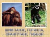 Шимпанзе, горилла, орангутанг, гиббон