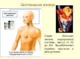 Щитовидная железа. Самая большая железа эндокринной системы, масса от 30 до 60г. Вырабатывает гормоны: тироксин и кальцитонин.