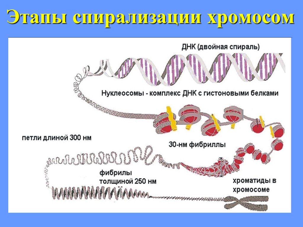 Д спирализация хромосом