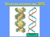 Модель молекулы ДНК. 2нм