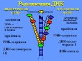 Репликация ДНК 5’ 3’ 3’ 5’ хеликаза праймаза РНК-затравка. SSb – связывающий белок. ДНК-полимераза III. комплекс dnaB-dnaC белоков. ЛИДИРУЮЩАЯ ЦЕПЬ ОТСТАЮЩАЯ ЦЕПЬ ДНК-поли-мераза I ДНК-лигаза Фрагмент Оказаки