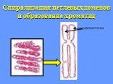 Спирализация петлевых доменов и образование хроматид. хроматиды