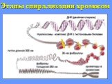 Этапы спирализации хромосом
