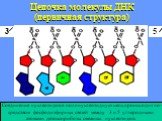 Цепочка молекулы ДНК (первичная структура). Соединение нуклеотидов в полинуклеотидную цепь происходит по- средством фосфодиэфирных связей между 3 и 5 углеродными атомами дезоксирибозы смежных нуклеотидов. 3 5