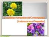 Семейство Астровые или Сложноцветые (Asteraceae или Compositae). Бесплатные презентации http://prezentacija.biz/