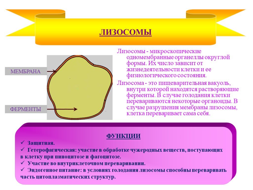 Лизосома мембранный органоид. Строение органоида вакуоль. Лизосомы строение и функции. Лизосомы одномембранный органоид. Лизосомы вакуоли функции.