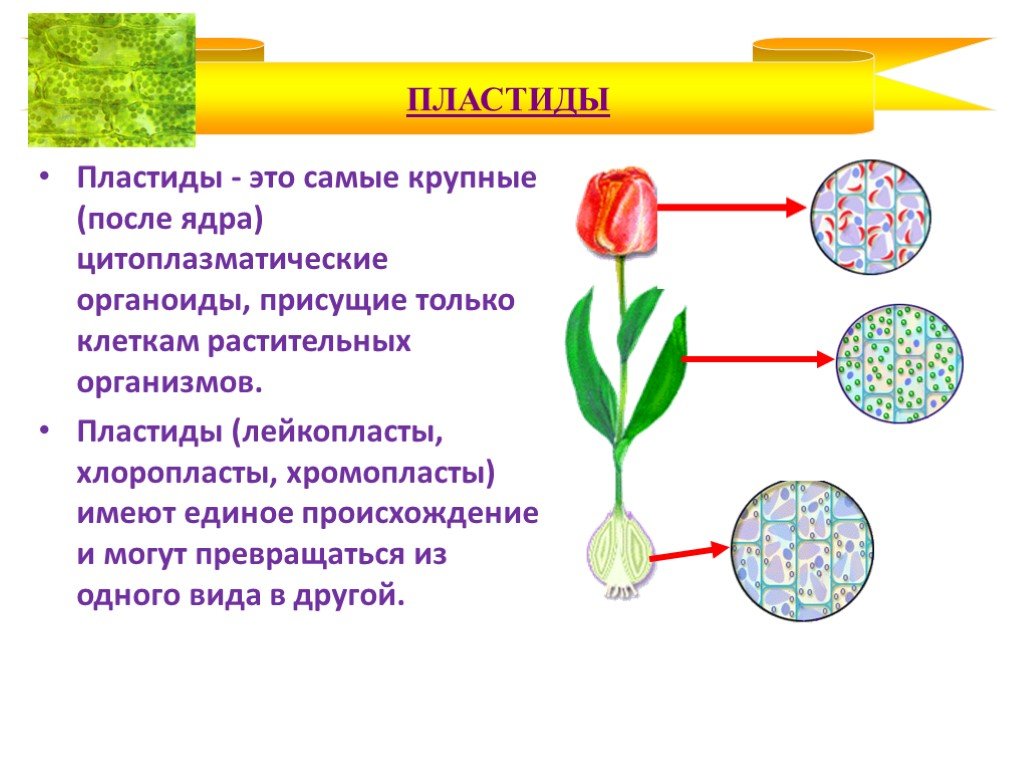 Хлоропласты определяют. Строение пластид 5 класс. Лейкопласты и хромопласты. Пластиды хлоропласты лейкопласты. Пластиды растений биология 5 класс.